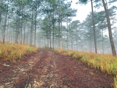 Yol çam ormanındaki sabah çiğ taneleriyle dolu.