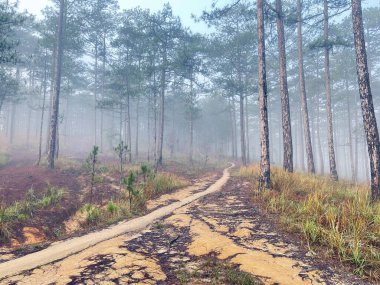 Yol çam ormanındaki sabah çiğ taneleriyle dolu.