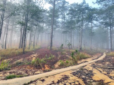 Yol çam ormanındaki sabah çiğ taneleriyle dolu.