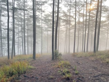 Yol çam ormanındaki sabah çiğ taneleriyle dolu.