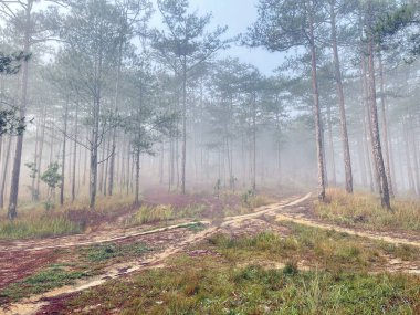 Yol çam ormanındaki sabah çiğ taneleriyle dolu.