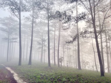 Yol çam ormanındaki sabah çiğ taneleriyle dolu.