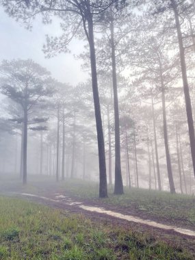 Yol çam ormanındaki sabah çiğ taneleriyle dolu.