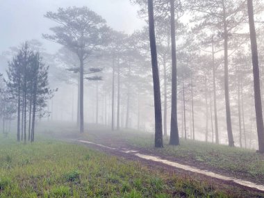 Yol çam ormanındaki sabah çiğ taneleriyle dolu.