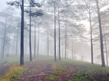 Yol çam ormanındaki sabah çiğ taneleriyle dolu.