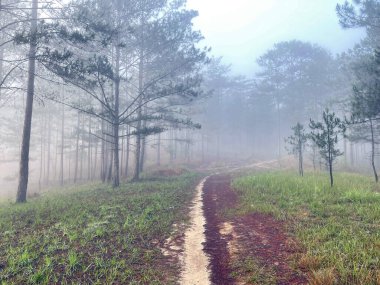 Yol çam ormanındaki sabah çiğ taneleriyle dolu.