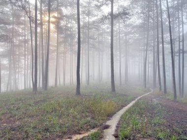 Yol çam ormanındaki sabah çiğ taneleriyle dolu.