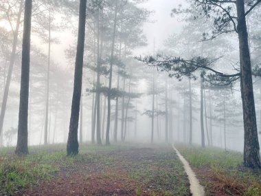 Yol çam ormanındaki sabah çiğ taneleriyle dolu.