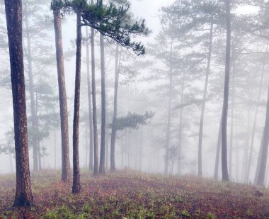 Yol çam ormanındaki sabah çiğ taneleriyle dolu.