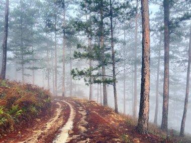 Yol çam ormanındaki sabah çiğ taneleriyle dolu.