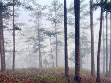 Yol çam ormanındaki sabah çiğ taneleriyle dolu.
