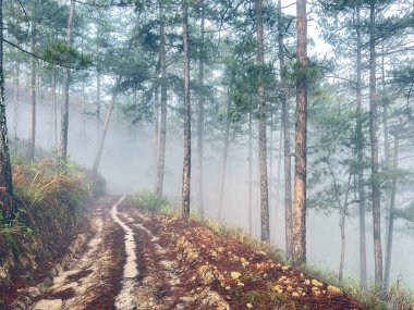 Yol çam ormanındaki sabah çiğ taneleriyle dolu.