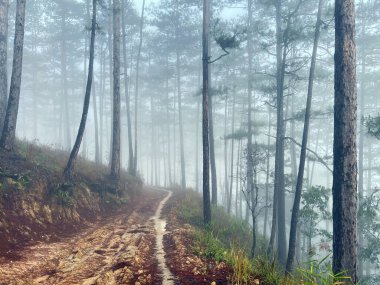 Yol çam ormanındaki sabah çiğ taneleriyle dolu.