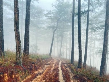Yol çam ormanındaki sabah çiğ taneleriyle dolu.