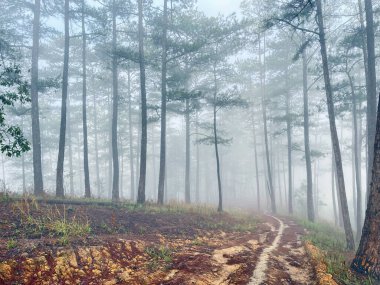 Yol çam ormanındaki sabah çiğ taneleriyle dolu.