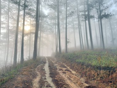 Yol çam ormanındaki sabah çiğ taneleriyle dolu.