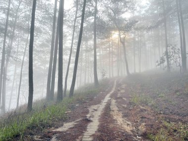 Yol çam ormanındaki sabah çiğ taneleriyle dolu.