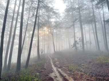 Yol çam ormanındaki sabah çiğ taneleriyle dolu.