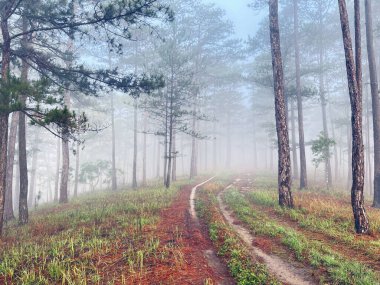 Yol çam ormanındaki sabah çiğ taneleriyle dolu.
