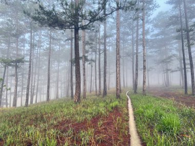 Yol çam ormanındaki sabah çiğ taneleriyle dolu.
