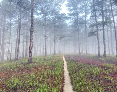 Yol çam ormanındaki sabah çiğ taneleriyle dolu.