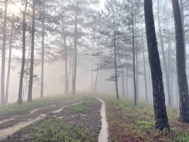 Yol çam ormanındaki sabah çiğ taneleriyle dolu.