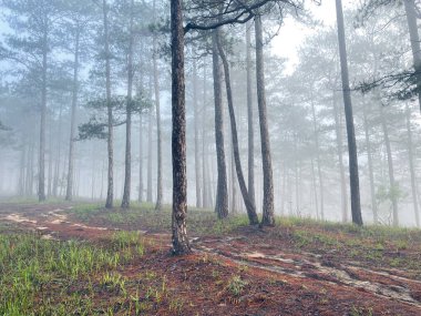 Yol çam ormanındaki sabah çiğ taneleriyle dolu.