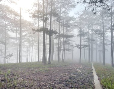 Yol çam ormanındaki sabah çiğ taneleriyle dolu.