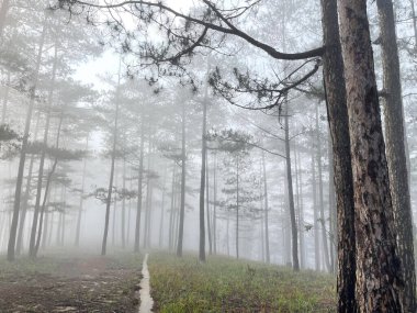 Yol çam ormanındaki sabah çiğ taneleriyle dolu.