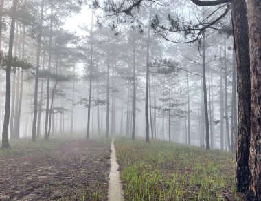 Yol çam ormanındaki sabah çiğ taneleriyle dolu.