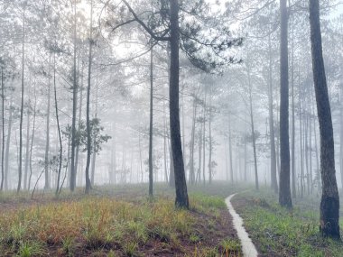 Yol çam ormanındaki sabah çiğ taneleriyle dolu.