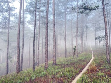 Yol çam ormanındaki sabah çiğ taneleriyle dolu.