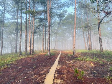 Yol çam ormanındaki sabah çiğ taneleriyle dolu.