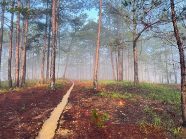 Yol çam ormanındaki sabah çiğ taneleriyle dolu.