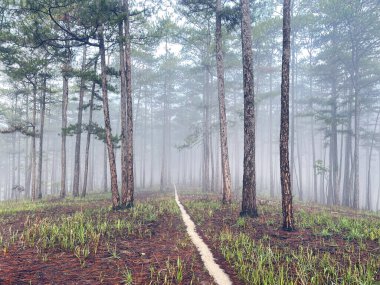 Yol çam ormanındaki sabah çiğ taneleriyle dolu.