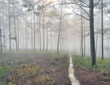 Yol çam ormanındaki sabah çiğ taneleriyle dolu.
