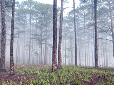 Yol çam ormanındaki sabah çiğ taneleriyle dolu.
