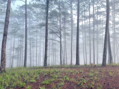 Yol çam ormanındaki sabah çiğ taneleriyle dolu.