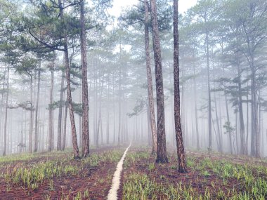 Yol çam ormanındaki sabah çiğ taneleriyle dolu.