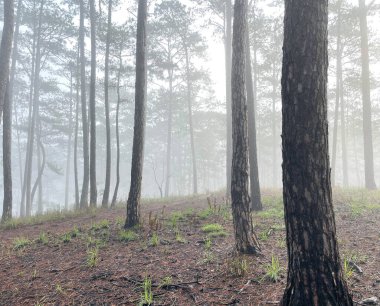 Yol çam ormanındaki sabah çiğ taneleriyle dolu.