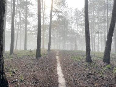 Yol çam ormanındaki sabah çiğ taneleriyle dolu.