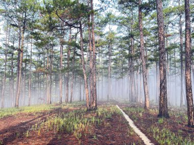 Yol çam ormanındaki sabah çiğ taneleriyle dolu.