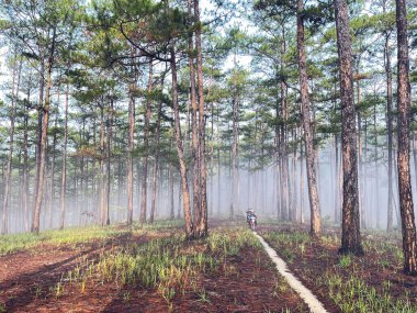 Yol çam ormanındaki sabah çiğ taneleriyle dolu.