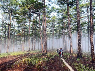 Yol çam ormanındaki sabah çiğ taneleriyle dolu.