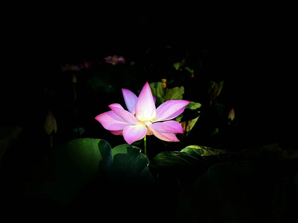 Pure Schönheit Der Lotusblumen — Stockfoto