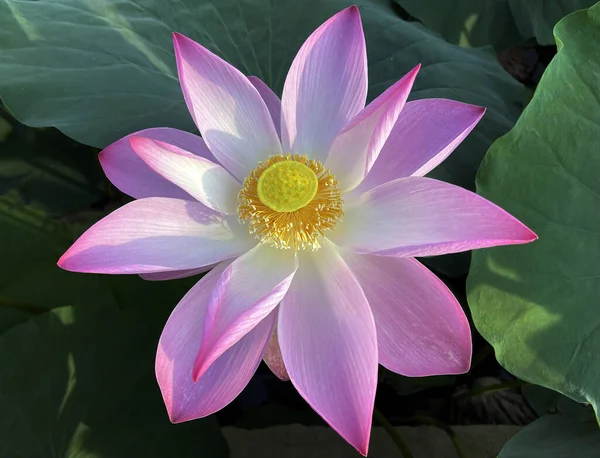 Lotus çiçeklerinin saf güzelliği