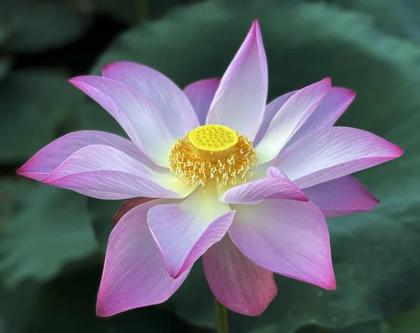 Lotus çiçeklerinin saf güzelliği