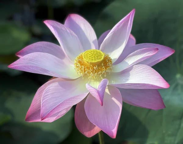 Lotus çiçeklerinin saf güzelliği