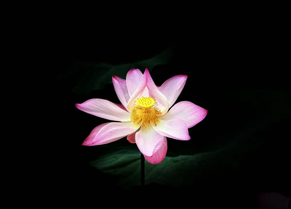 Pure Beauty Lotus Flowers — Fotografia de Stock