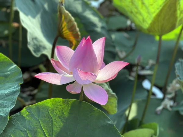 Pure Beauty Lotus Flowers — ストック写真